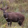 Bushbuck