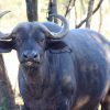 African Buffalo