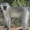 Vivid Monkey