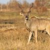 Kudu under 55inch