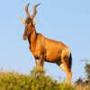 Red hartebeest