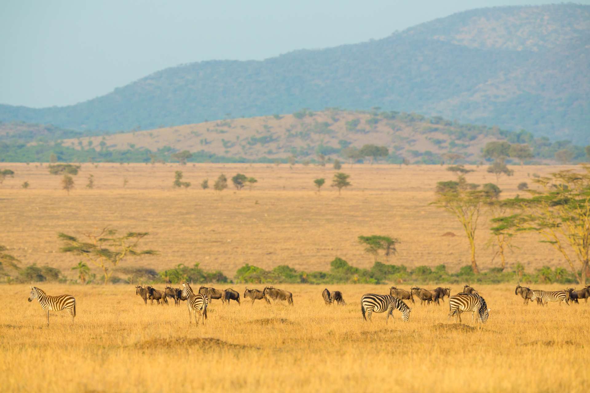 herds of wild animals grazing in serengeti