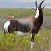 Bonte buck