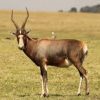 Blesbuck Common