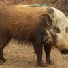 Bush Pig