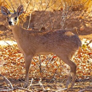 Grysbuck