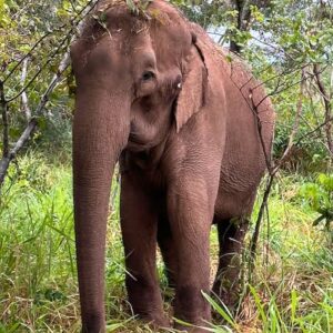 Tuskless Elephant