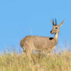 Vaal Reedbuck